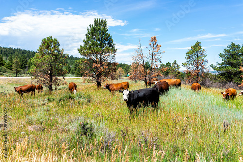 Flaming Gorge in sunny summer in Utah National Park with many cows grazing on grass herd near ranch photo