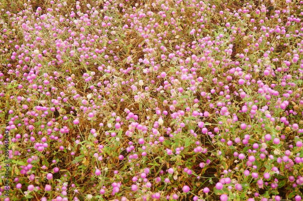 Thousand-day landscape of red flowers Thousand-day landscape of red flowers