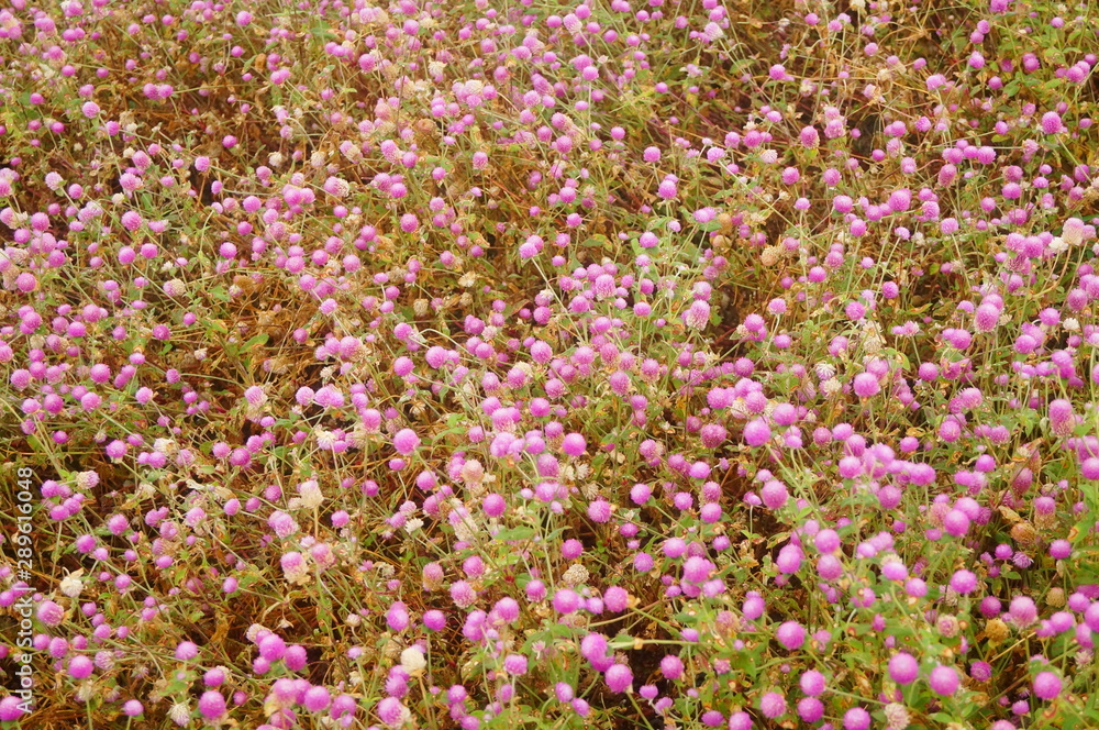 Thousand-day landscape of red flowers