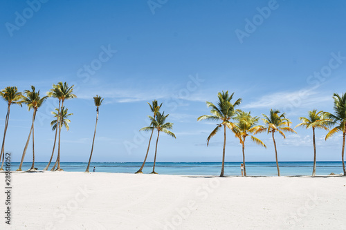 tropical beach with palm trees