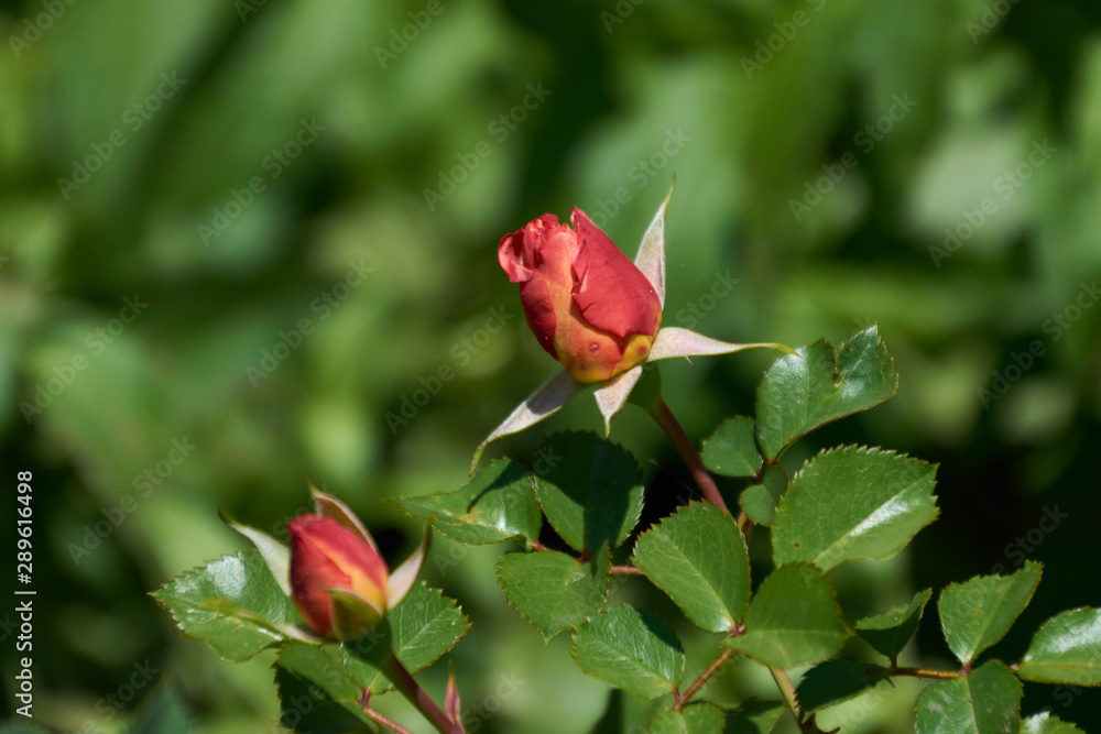 red rose in the garden red rose in the garden