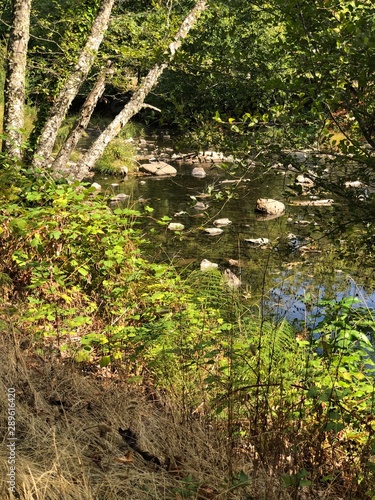 stream in forest