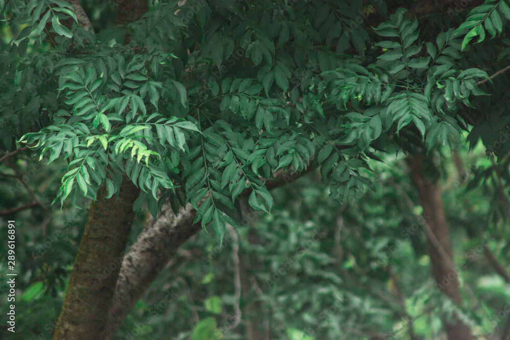 Árbol de ciruela