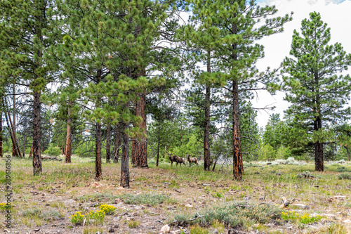 Canyon Rim Trail in Flaming Gorge Utah National Park of Green River with herd of bighorn sheep family grazing photo