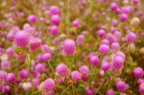 Thousand-day landscape of red flowers