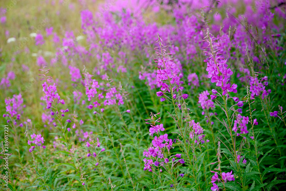 Naklejka premium Purple flowers are common throughout the summer in Norway.