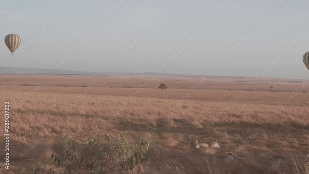 Hot air balloons flying high in the sky and cheetahs resting in the ground at sunrise, Maasai Mara, Kenya Hot air balloons flying high in the sky and cheetahs resting in the ground at sunrise, Maasai Mara, Kenya