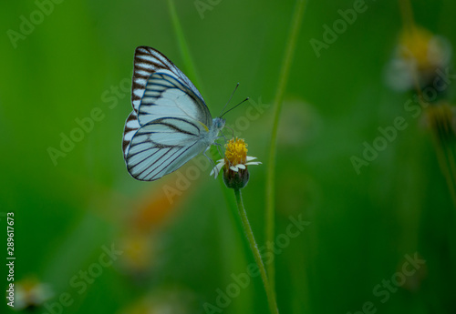 Roadside butterflies and flowers © Arnon