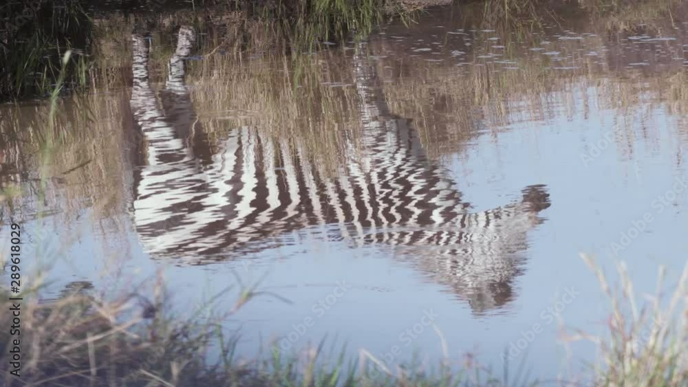 custom made wallpaper toronto digitalReflection of zebras waiting to drink water from river in Maasai Mara
