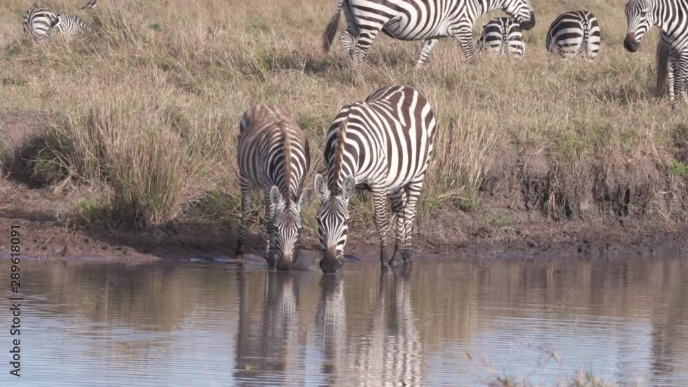 Zebras walking into river for drinking water in evening, Maasai Mara Zebras walking into river for drinking water in evening, Maasai Mara