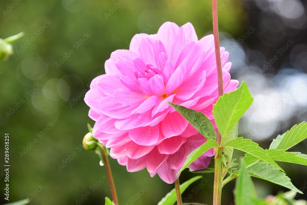 A closeup of a pink Dahlia flower in the garden. Victoria BC Canada