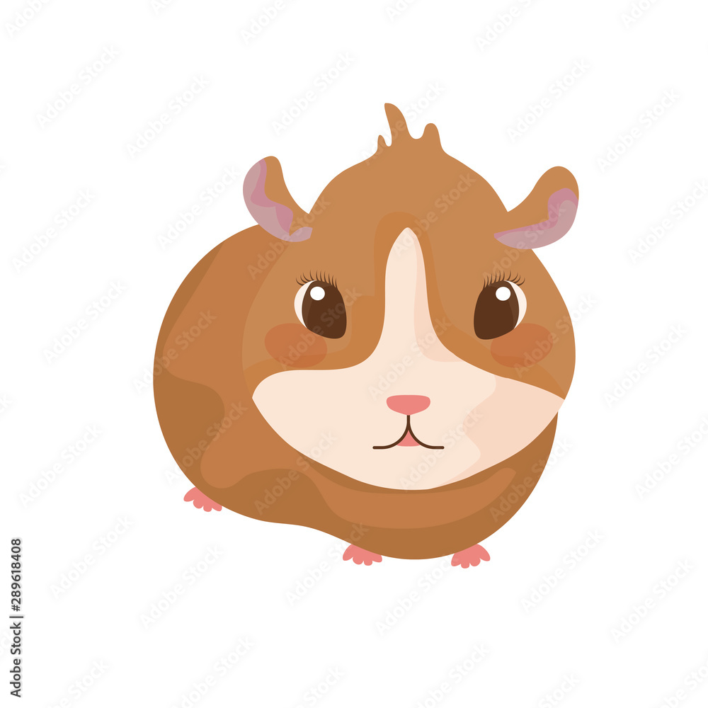 Fototapeta premium small hamster with white background