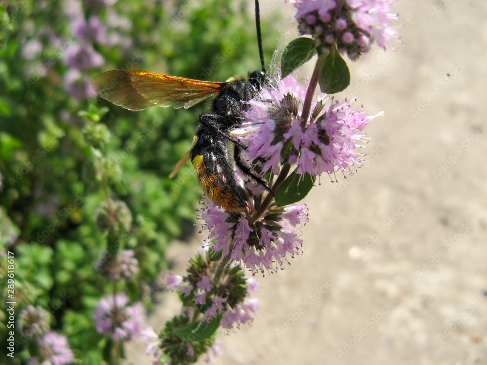 Pennyroyal Mentha pulegium A wild bee. A bee sits on purple mentha pulegium flower at sunny summer day. c Pennyroyal Mentha pulegium A wild bee. A bee sits on purple mentha pulegium flower at sunny summer day. c