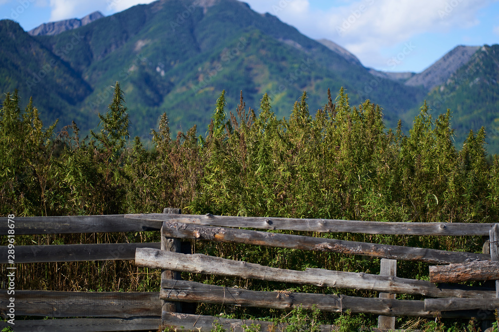 hemp field among high mountains