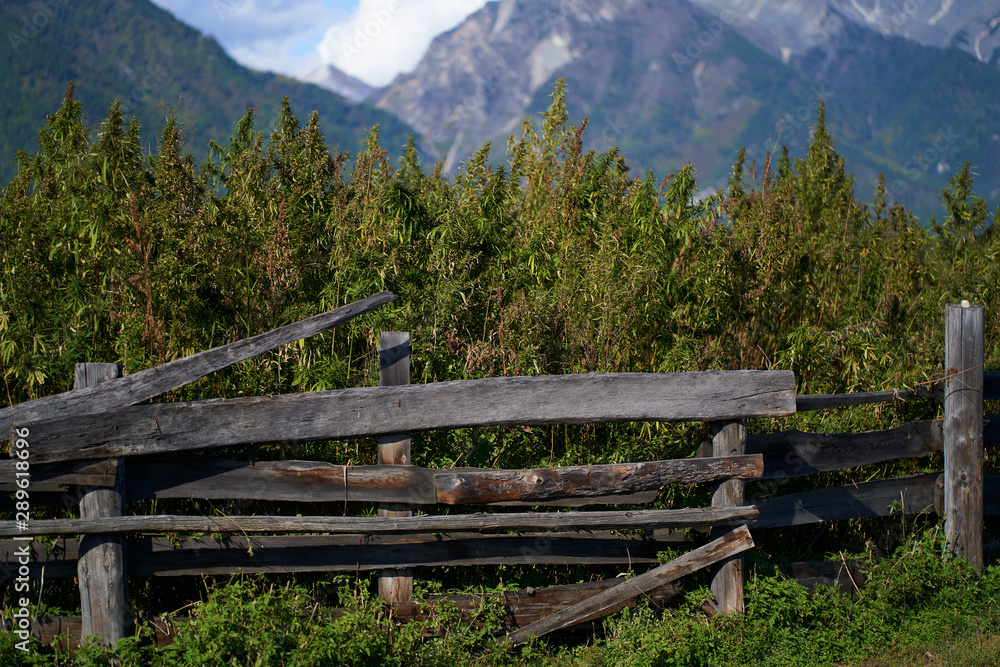 hemp field among high mountains