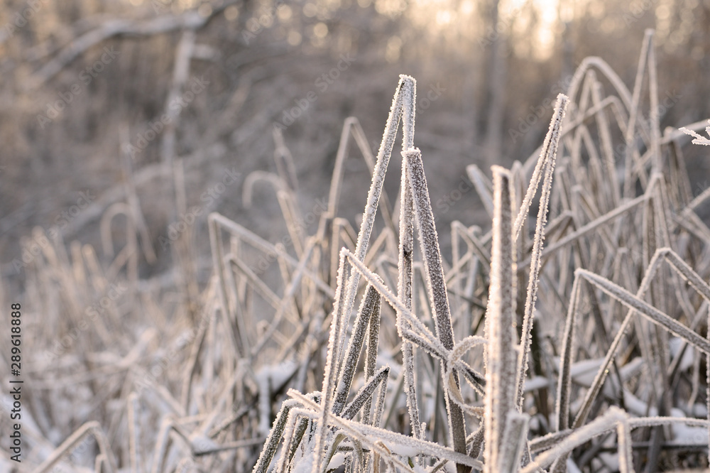 Fototapeta premium Dry grass in winter forest covered with hoarfrost close up