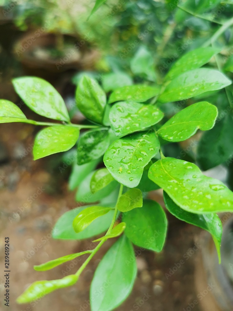 green leaves green leaves