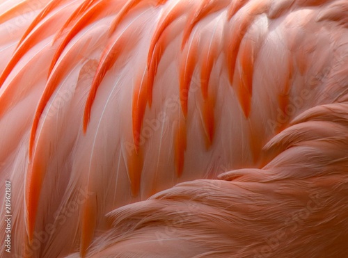 Chilean flamingo feathers closeup