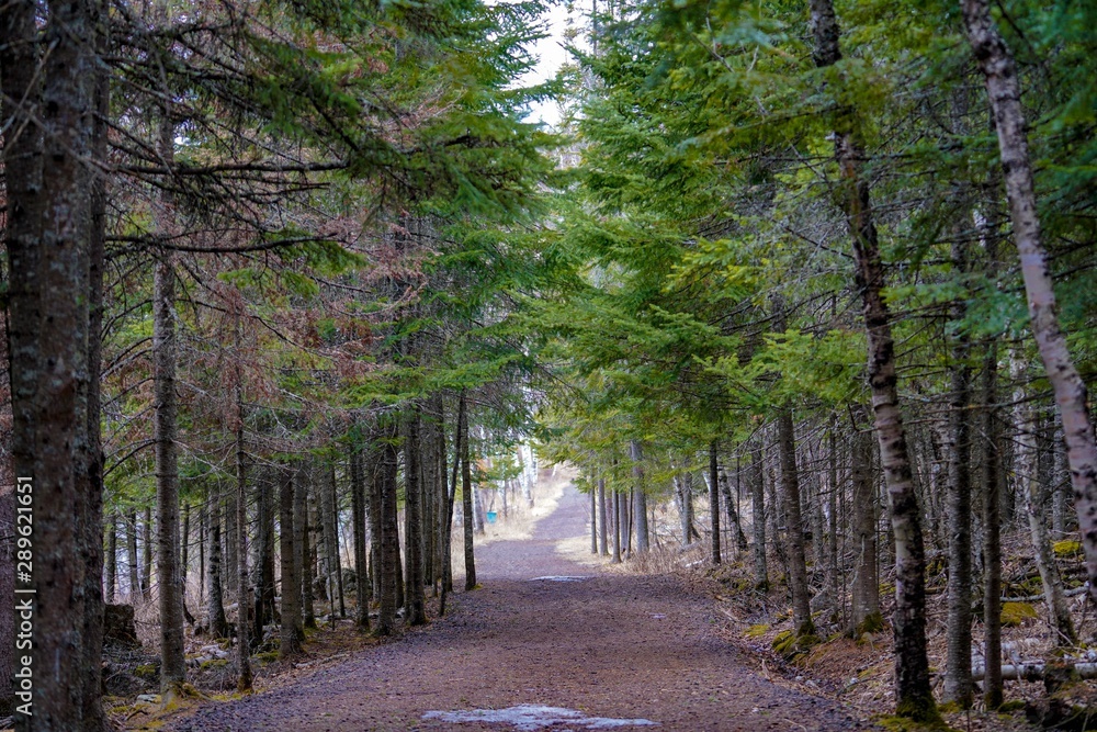Fototapeta premium Forest along the North Shore of Lake Superior