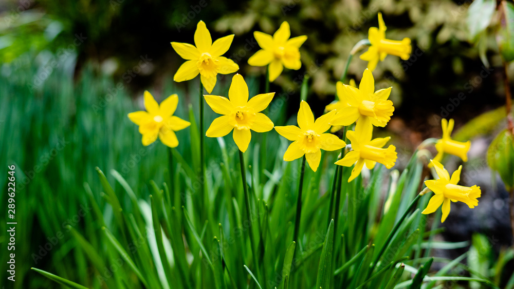 Obraz premium yellow daffodils in the garden