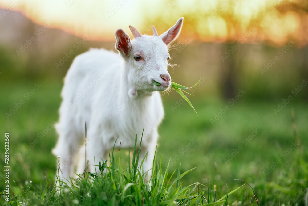 white goat on green grass white goat on green grass