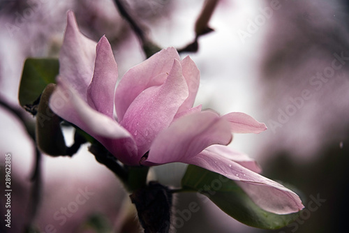 flower of magnolia