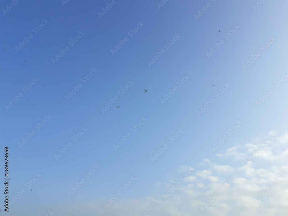 dragonflies flying in blue sky with clouds