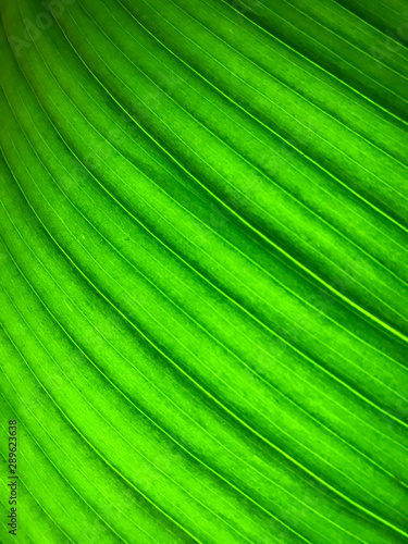 Palm leaf