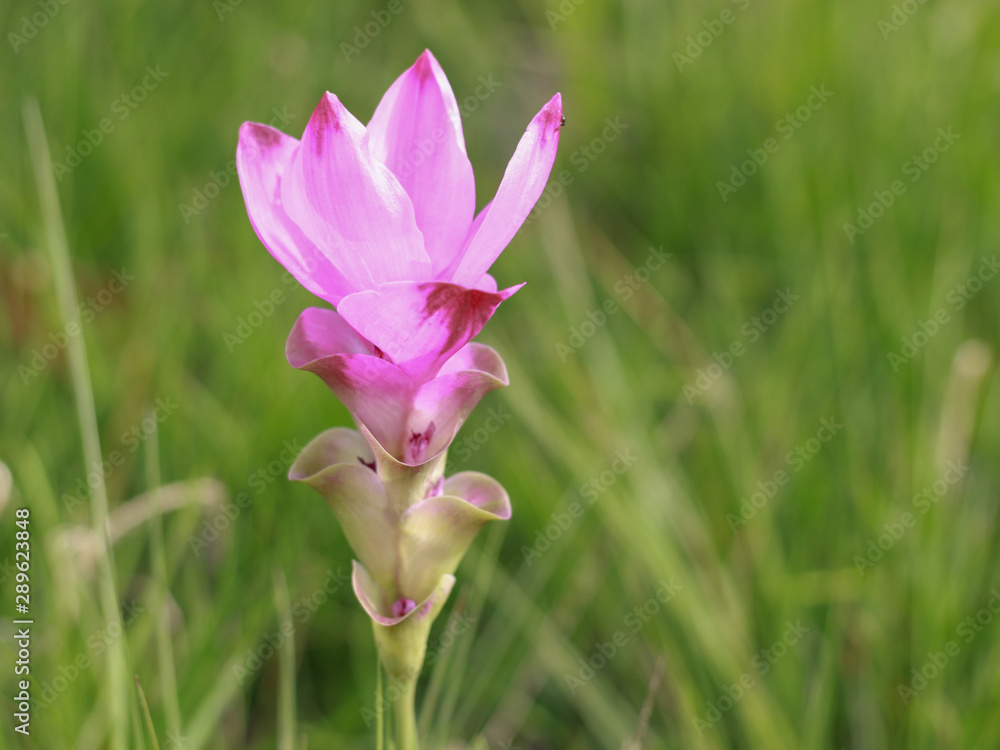Pink Siam tulips (Curcuma sessilis), Krachiew in Thai, beautiful wild flower blooming in the jungle of national park, Chaiya phoom province, Thailand. Pink Siam tulips (Curcuma sessilis), Krachiew in Thai, beautiful wild flower blooming in the jungle of national park, Chaiya phoom province, Thailand.