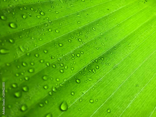 Palm leave with rain drops