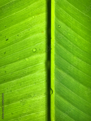 Palm leave with rain drops