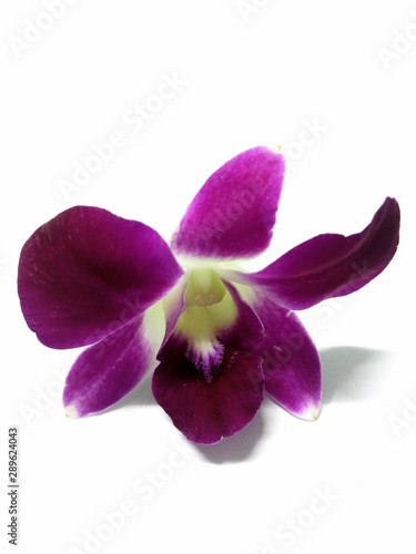 Beautiful purple and white orchid placed on a white background.