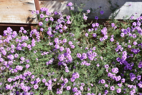 Purple Flowers