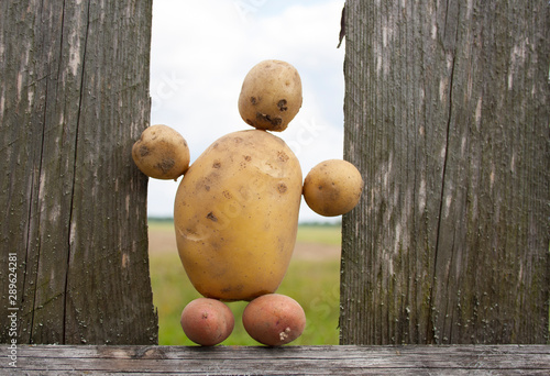 Potato in the form of a man, a new crop