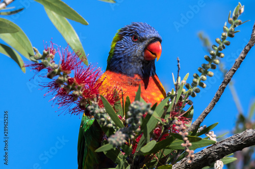 Rainbow Lorikeet feeding in the Bottle Brush in the late afternoon.