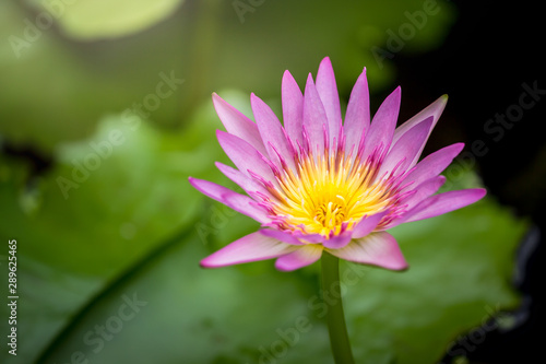 lotus flower background for an illustration