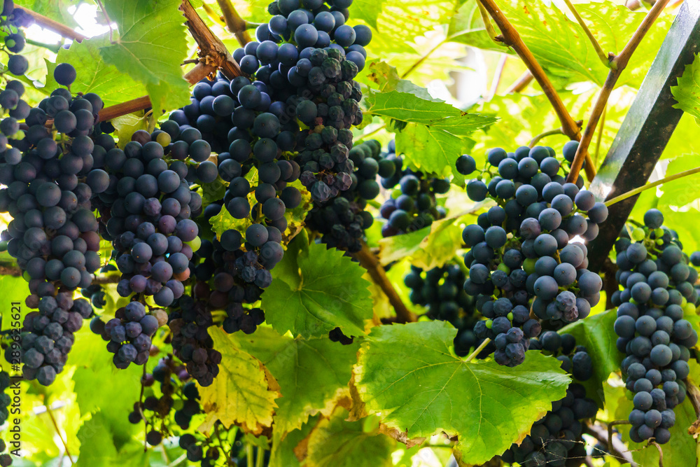A bunch of dark blue grapes on a branch in the garden.