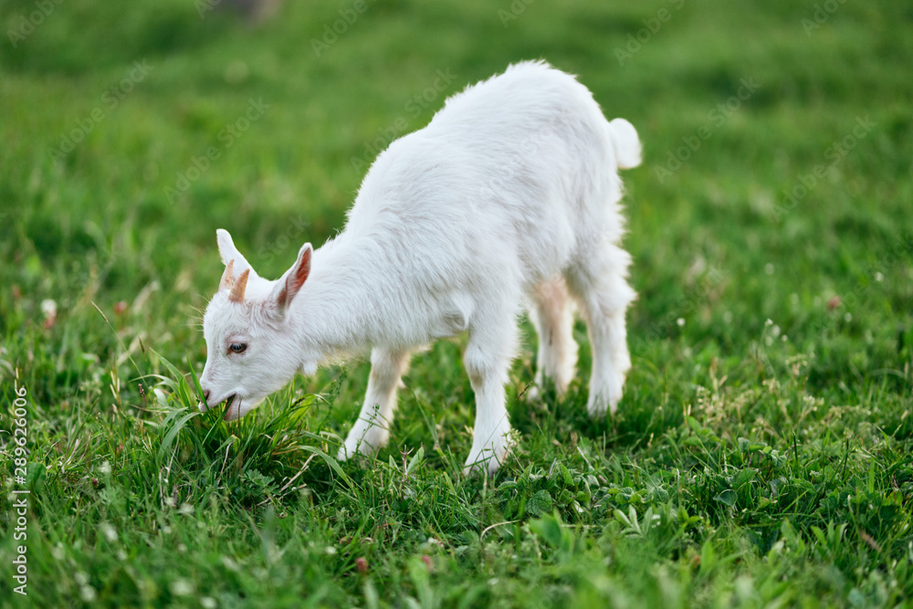 goat on green grass