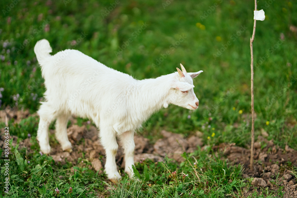 white goat on green grass white goat on green grass