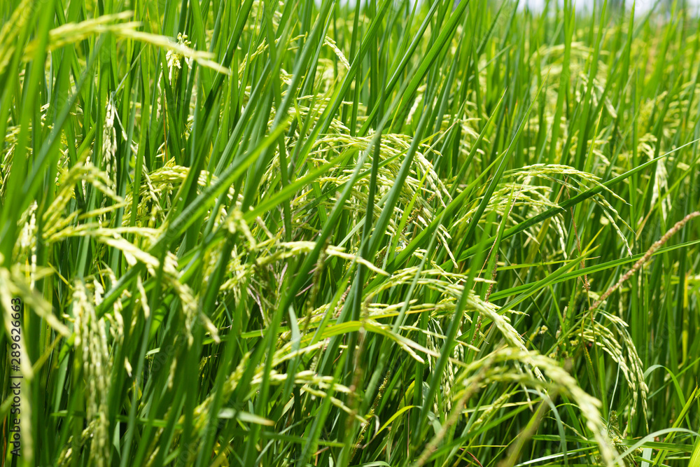Paddy rice plantation field ready for harvest Paddy rice plantation field ready for harvest