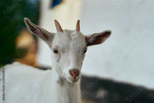 portrait of a goat