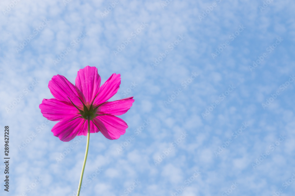 秋空にコスモス