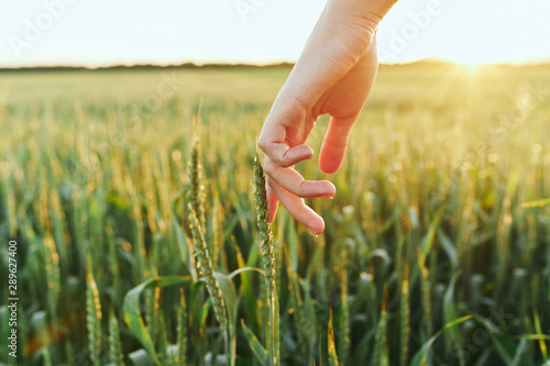 wheat in the hands
