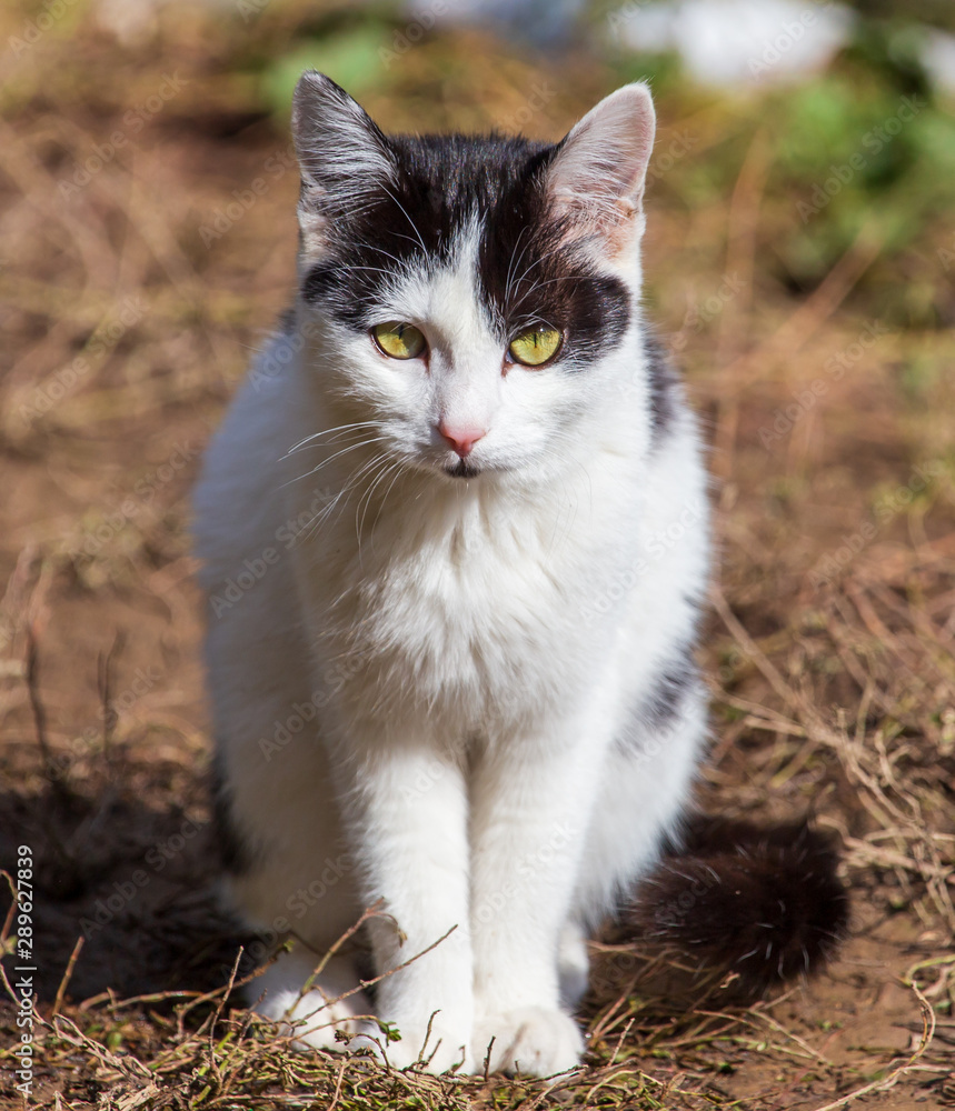 Portrait of a cat in the garden