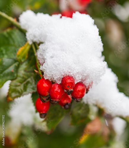 The first snow on red rosehips in nature