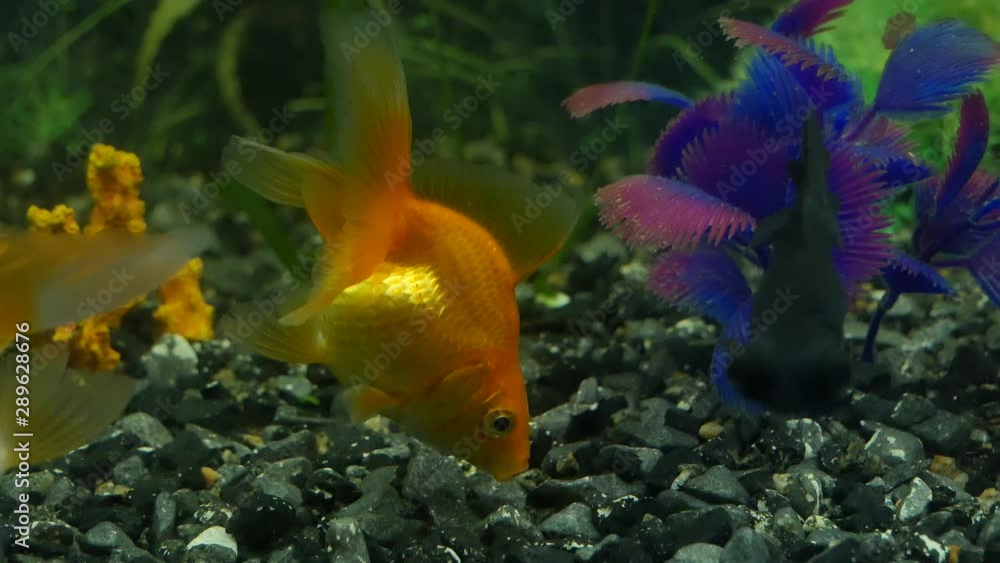  The goldfish cleans a bottom.