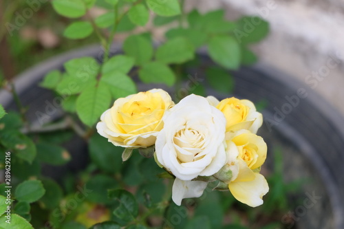 Flower in The home Garden