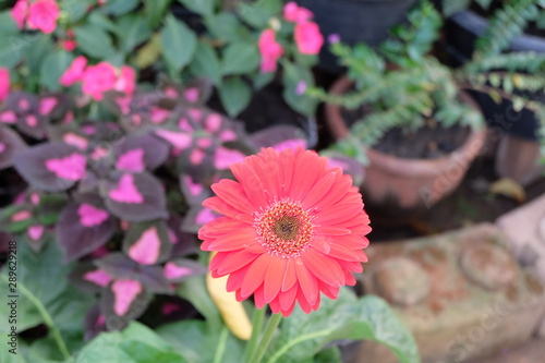 Flower in The home Garden