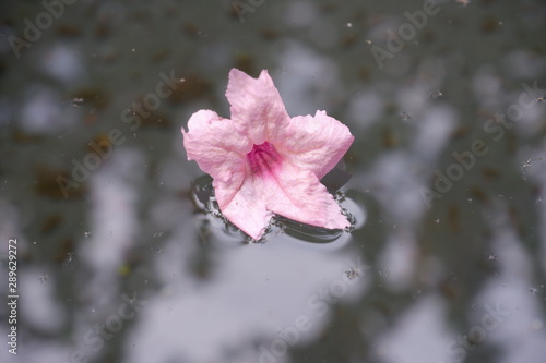 Flowers floating on the water