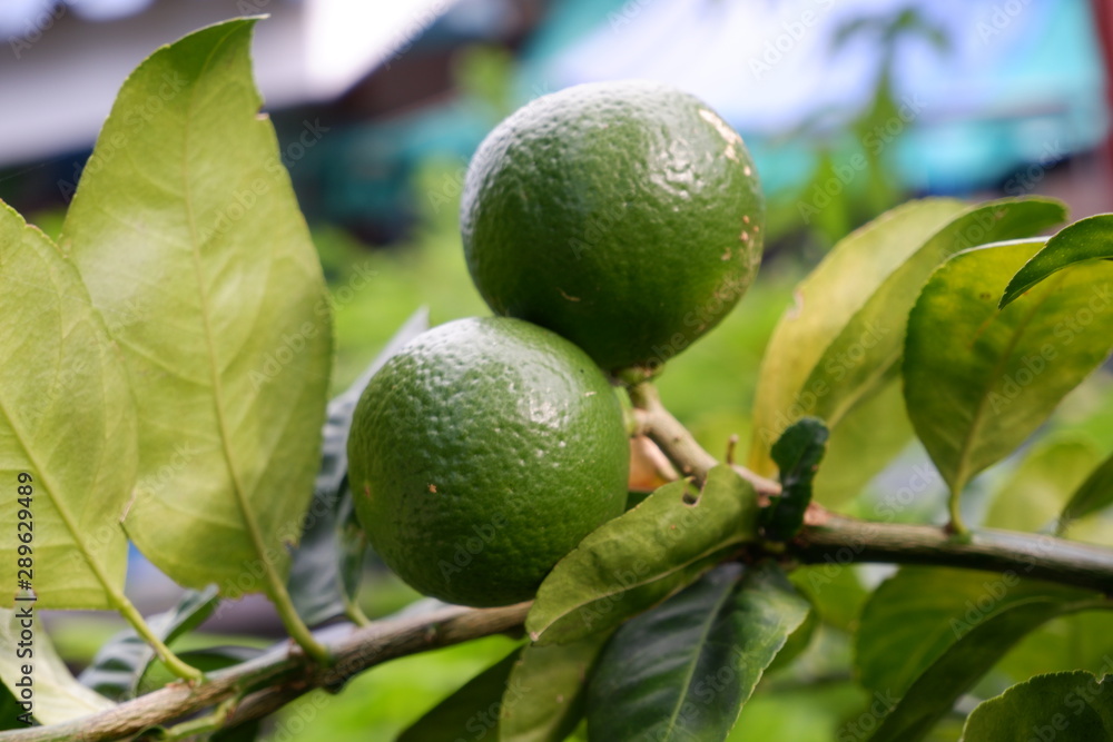 Two lemons on a lemon tree Two lemons on a lemon tree
